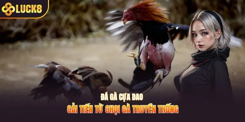 Đá gà cựa dao cải tiến từ chọi gà truyền thống